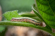armyworms feed primarily on grass, vegetables and fruit. photograph shows a caterpillar destroying a blade of grass